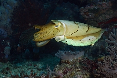 Raja Ampat 2016 - Sepia latimanus - Broadclub cuttlefish - Seiche - IMG_5698_rc